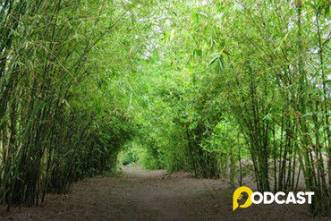 Podcast tản văn: Bóng tre làng xôn xao 