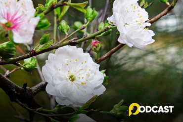 Podcast truyện ngắn: Nhất chi mai nở muộn