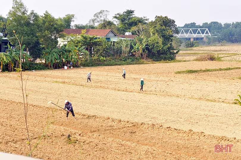 Nông dân Hương Khê phấn đấu lập kỷ lục diện tích cây trồng vụ đông