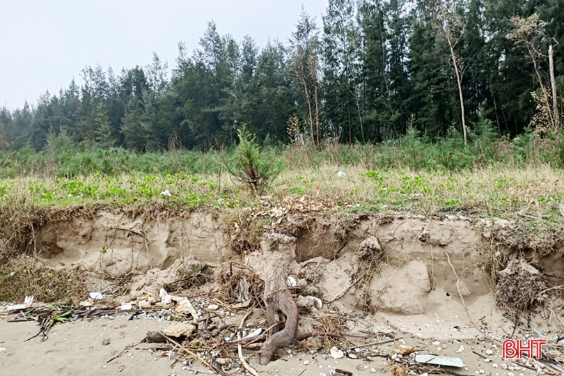 Rừng phi lao ven biển ở Lộc Hà bị hư hại do mưa bão, triều cường