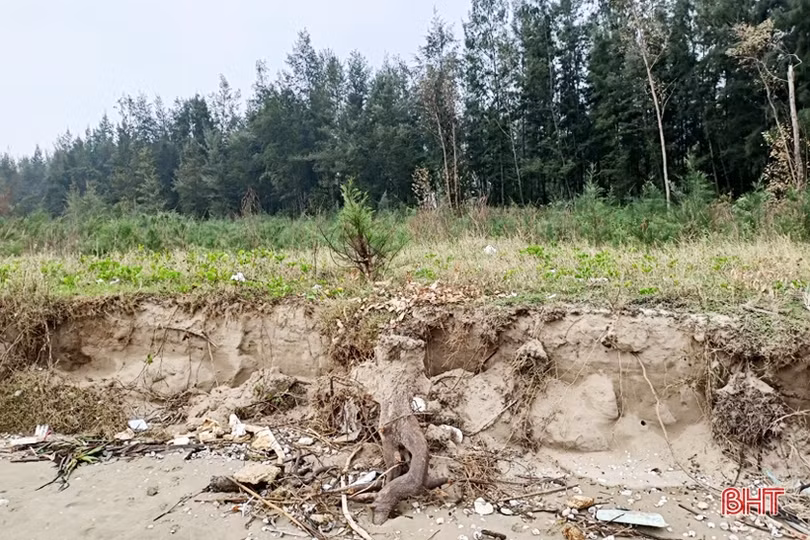 Rừng phi lao ven biển ở Lộc Hà bị hư hại do mưa bão, triều cường