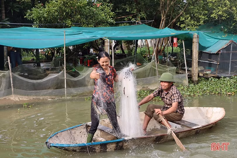 Triển vọng nuôi ếch thương phẩm trên ao cá của nông dân Cẩm Xuyên
