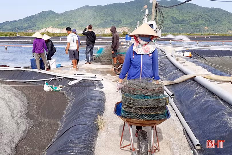 2 sản phẩm chủ lực trong nuôi trồng thủy sản ở Lộc Hà