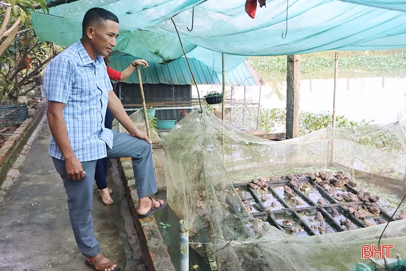 Triển vọng nuôi ếch thương phẩm trên ao cá của nông dân Cẩm Xuyên