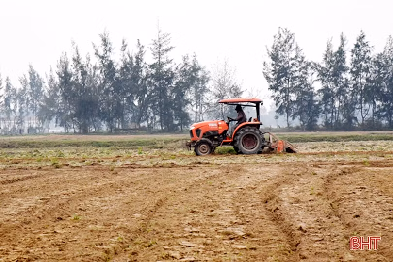 Lộc Hà quyết tâm phủ kín 553 ha cây trồng vụ đông