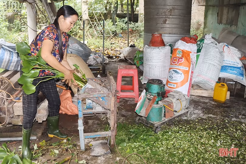 Triển vọng nuôi ếch thương phẩm trên ao cá của nông dân Cẩm Xuyên