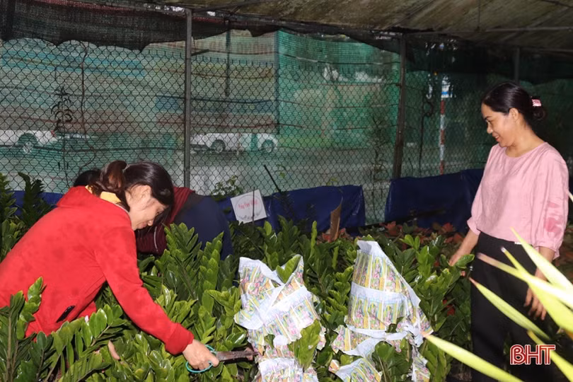 Từ bán hoa - cây cảnh thành “nông dân sản xuất kinh doanh giỏi” ở Hà Tĩnh