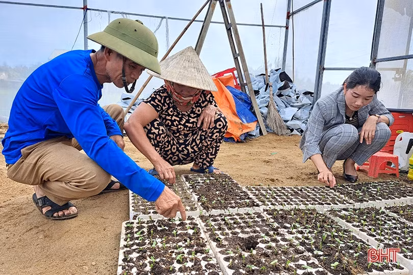 Chớp nắng, người dân Nghi Xuân nhanh tay xuống giống, chăm sóc hoa tết