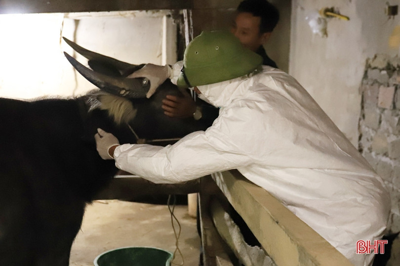 Đến 30/10, Hương Sơn phấn đấu hoàn thành kế hoạch tiêm phòng cho đàn trâu bò