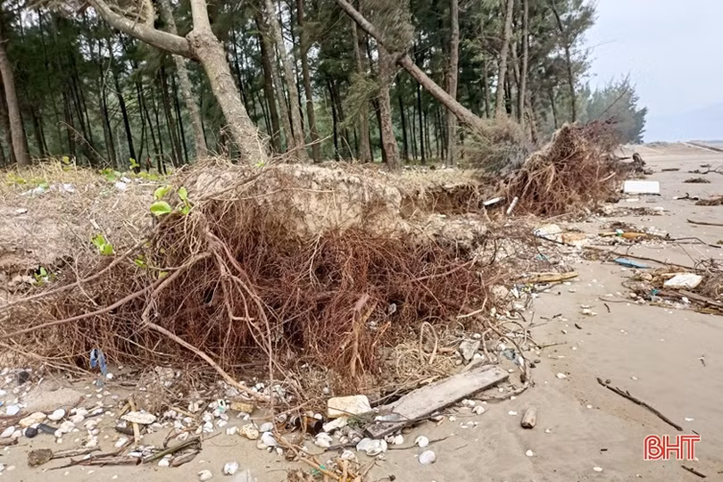 Rừng phi lao ven biển ở Lộc Hà bị hư hại do mưa bão, triều cường