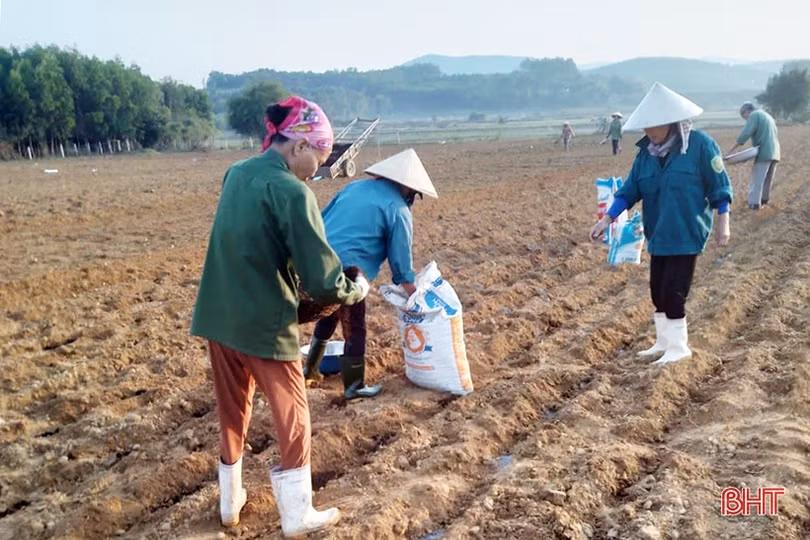 Nông dân Hương Khê phấn đấu lập kỷ lục diện tích cây trồng vụ đông