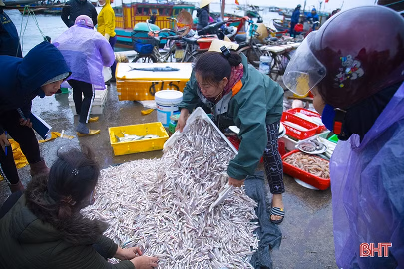 Ngư dân Hà Tĩnh háo hức vươn khơi đón vụ cá Bắc