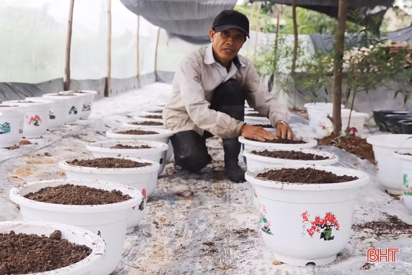 Vựa hoa Hà Tĩnh tất bật hướng về tết