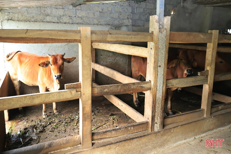 Đến 30/10, Hương Sơn phấn đấu hoàn thành kế hoạch tiêm phòng cho đàn trâu bò