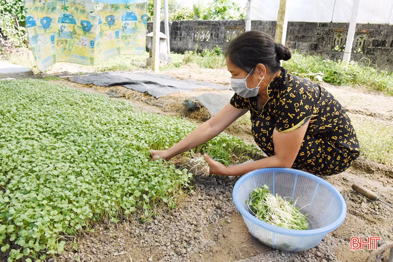 Lộc Hà quyết tâm phủ kín 553 ha cây trồng vụ đông