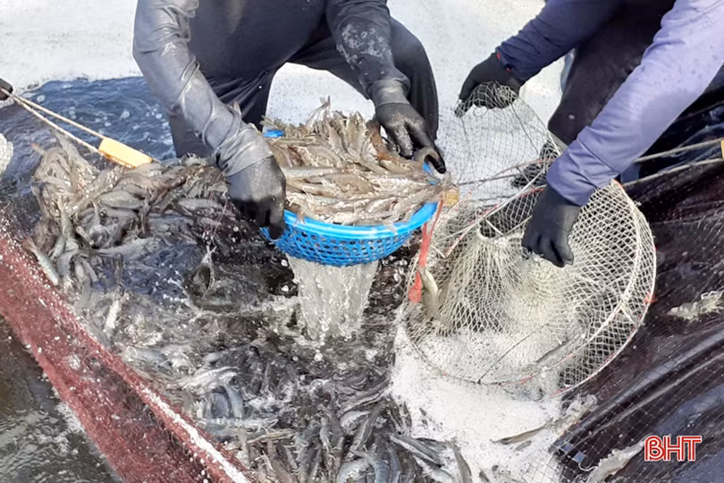 2 sản phẩm chủ lực trong nuôi trồng thủy sản ở Lộc Hà