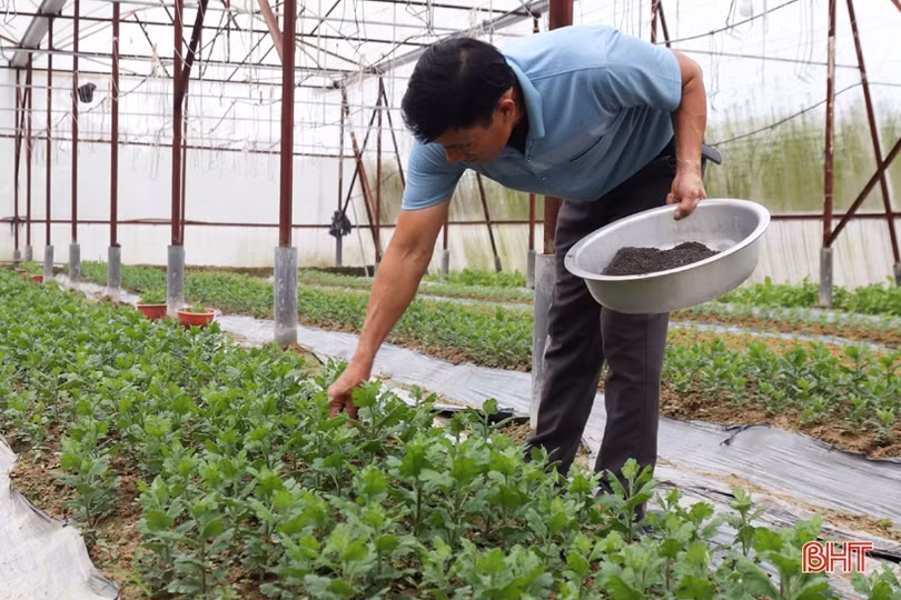 Vựa hoa Hà Tĩnh tất bật hướng về tết