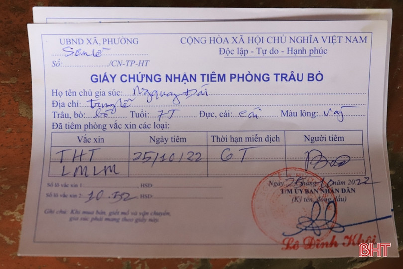 Đến 30/10, Hương Sơn phấn đấu hoàn thành kế hoạch tiêm phòng cho đàn trâu bò