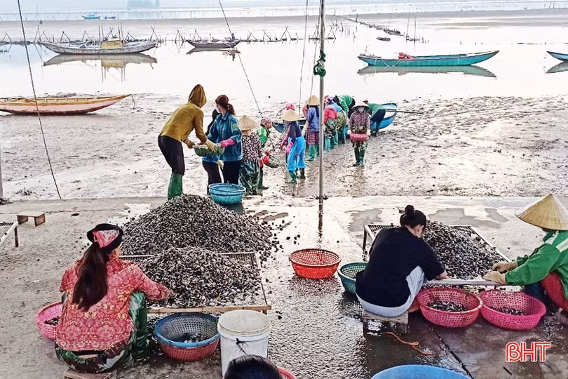 2 sản phẩm chủ lực trong nuôi trồng thủy sản ở Lộc Hà