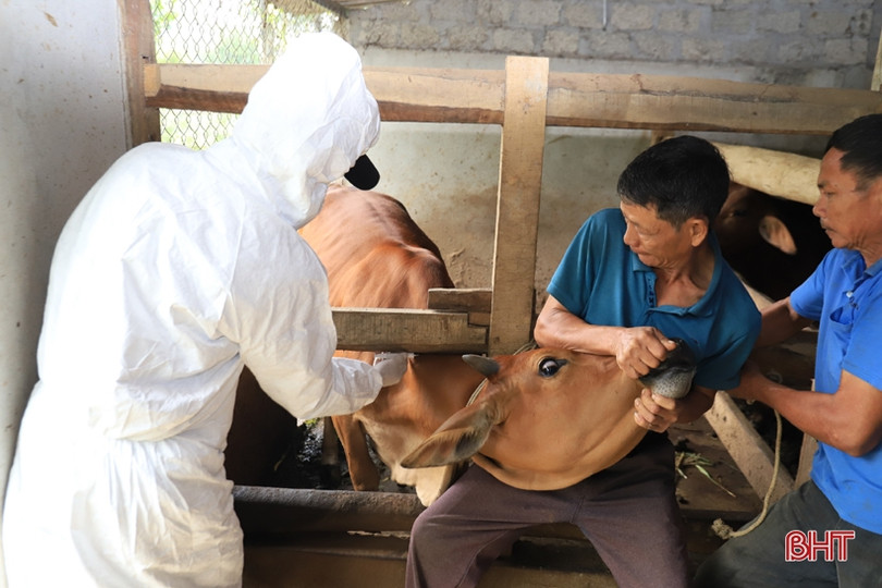 Đến 30/10, Hương Sơn phấn đấu hoàn thành kế hoạch tiêm phòng cho đàn trâu bò