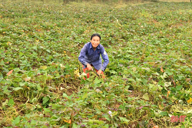 Lộc Hà quyết tâm phủ kín 553 ha cây trồng vụ đông