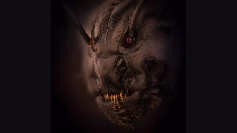 Bức ảnh chụp cận mặt con kiến