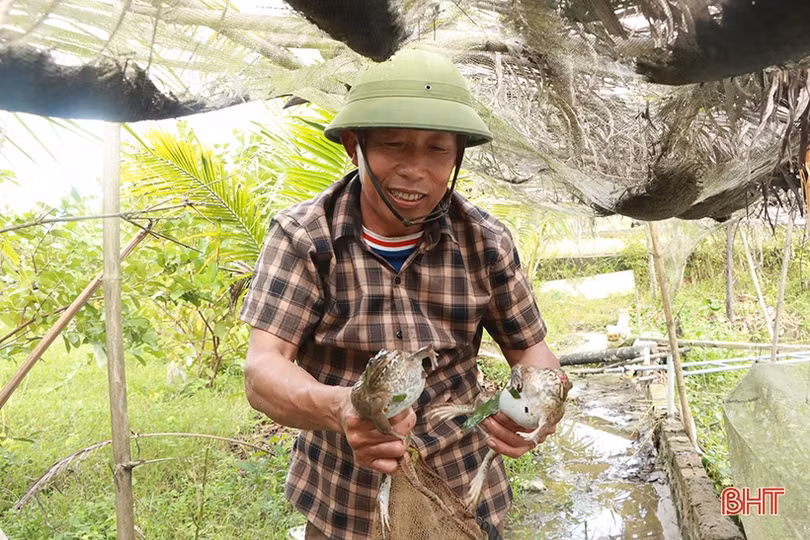 Triển vọng nuôi ếch thương phẩm trên ao cá của nông dân Cẩm Xuyên