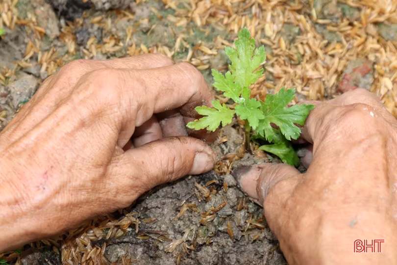 Vựa hoa Hà Tĩnh tất bật hướng về tết