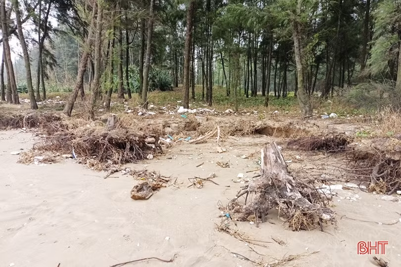 Rừng phi lao ven biển ở Lộc Hà bị hư hại do mưa bão, triều cường