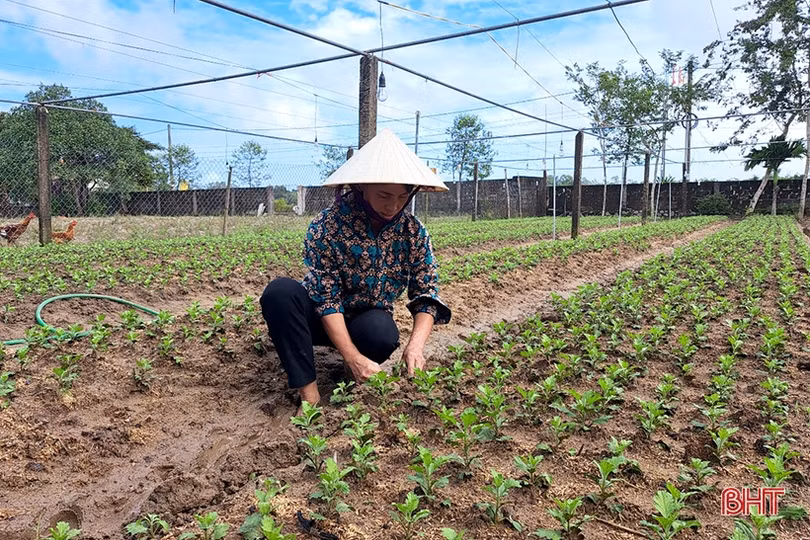 Chớp nắng, người dân Nghi Xuân nhanh tay xuống giống, chăm sóc hoa tết