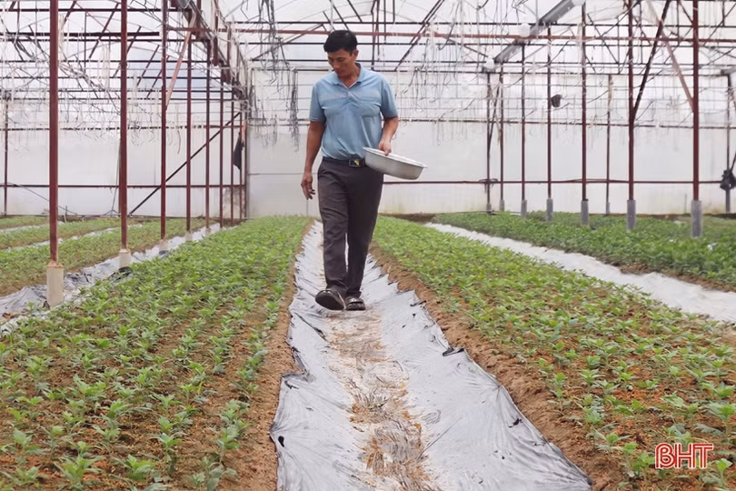 Vựa hoa Hà Tĩnh tất bật hướng về tết