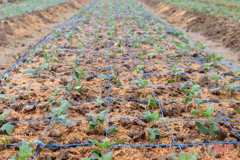 Vựa hoa Hà Tĩnh tất bật hướng về tết