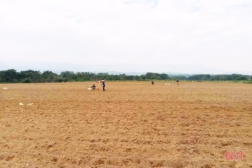 Nông dân Hương Khê phấn đấu lập kỷ lục diện tích cây trồng vụ đông