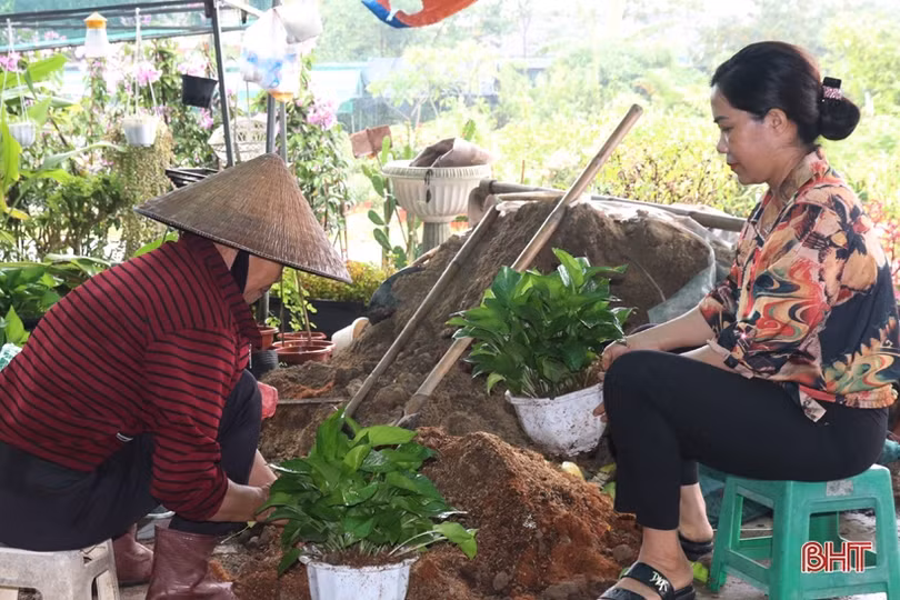 Từ bán hoa - cây cảnh thành “nông dân sản xuất kinh doanh giỏi” ở Hà Tĩnh