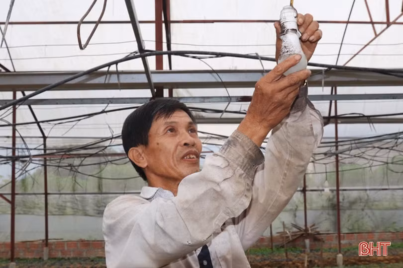 Vựa hoa Hà Tĩnh tất bật hướng về tết