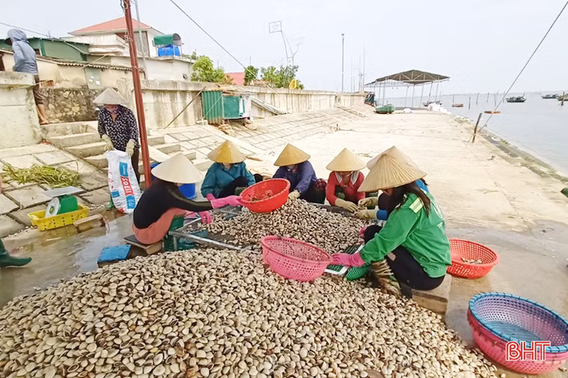 2 sản phẩm chủ lực trong nuôi trồng thủy sản ở Lộc Hà