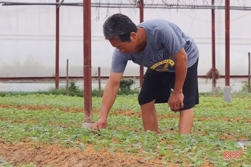 Vựa hoa Hà Tĩnh tất bật hướng về tết