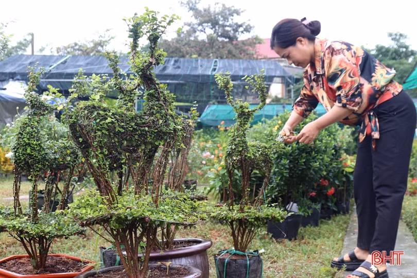 Từ bán hoa - cây cảnh thành “nông dân sản xuất kinh doanh giỏi” ở Hà Tĩnh