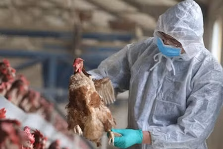 Tiềm ẩn nguy cơ lây nhiễm cúm gia cầm sang người, Bộ Y tế ra công văn khẩn