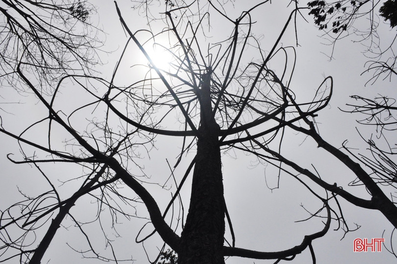 Núi Nầm Hương Sơn hoang tàn sau 2 trận cháy liên tiếp