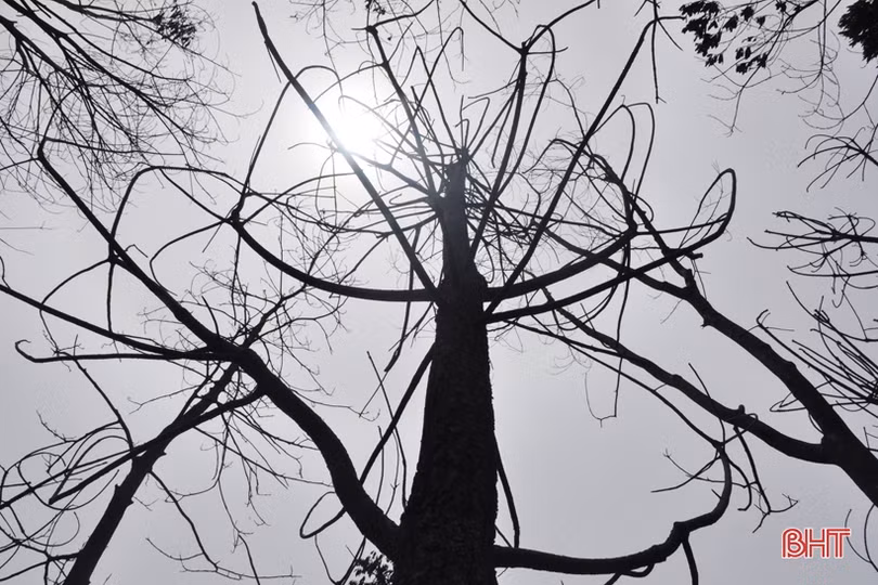 Núi Nầm Hương Sơn hoang tàn sau 2 trận cháy liên tiếp