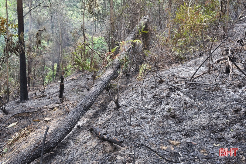 Núi Nầm Hương Sơn hoang tàn sau 2 trận cháy liên tiếp