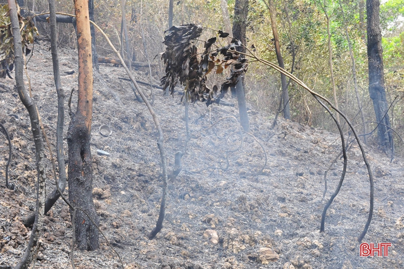 Núi Nầm Hương Sơn hoang tàn sau 2 trận cháy liên tiếp