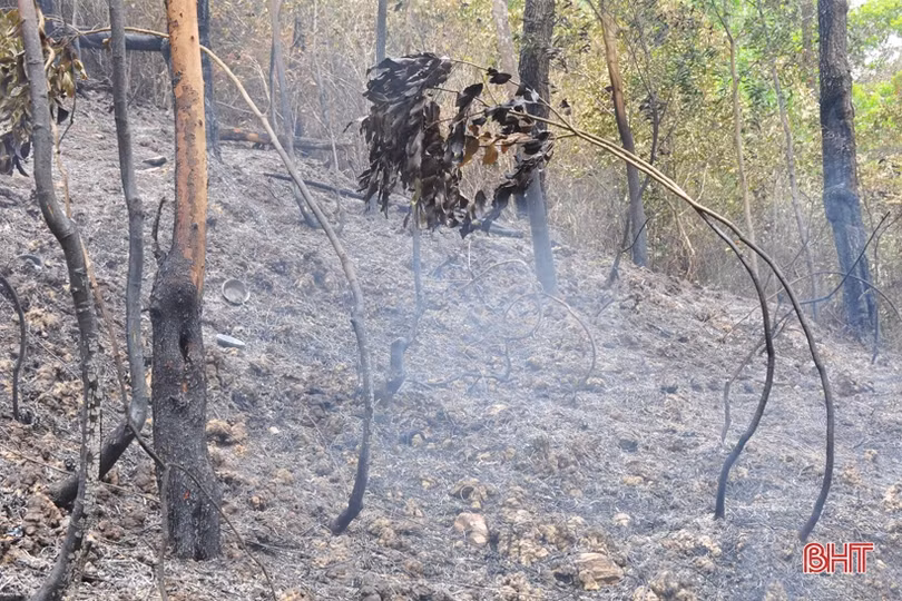 Núi Nầm Hương Sơn hoang tàn sau 2 trận cháy liên tiếp