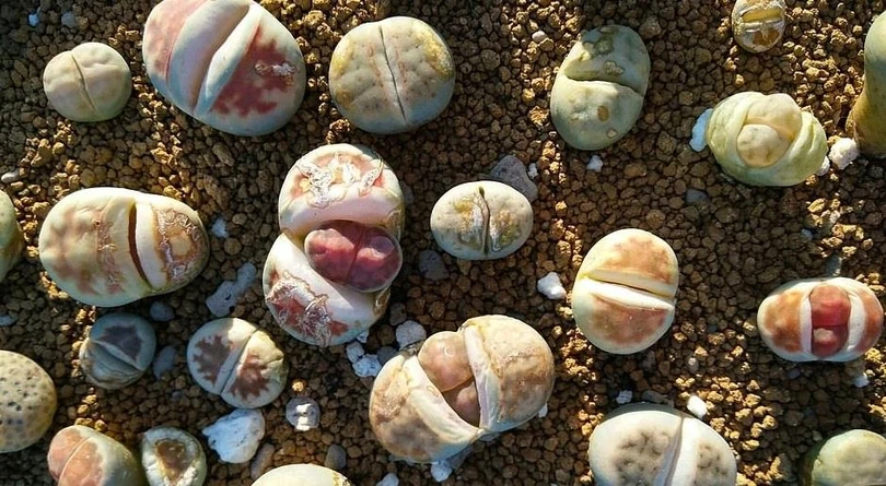 Những cây hoa “quái vật” có vẻ ngoài kỳ dị nhất thế giới