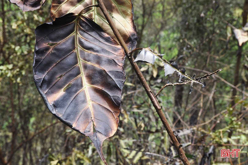 Núi Nầm Hương Sơn hoang tàn sau 2 trận cháy liên tiếp