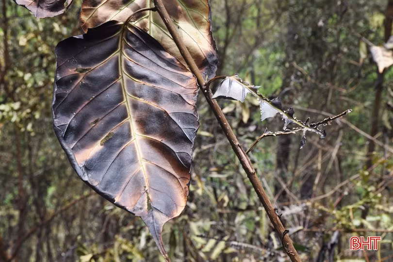 Núi Nầm Hương Sơn hoang tàn sau 2 trận cháy liên tiếp