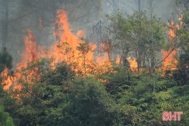 Bao giờ rừng lại xanh tươi!?