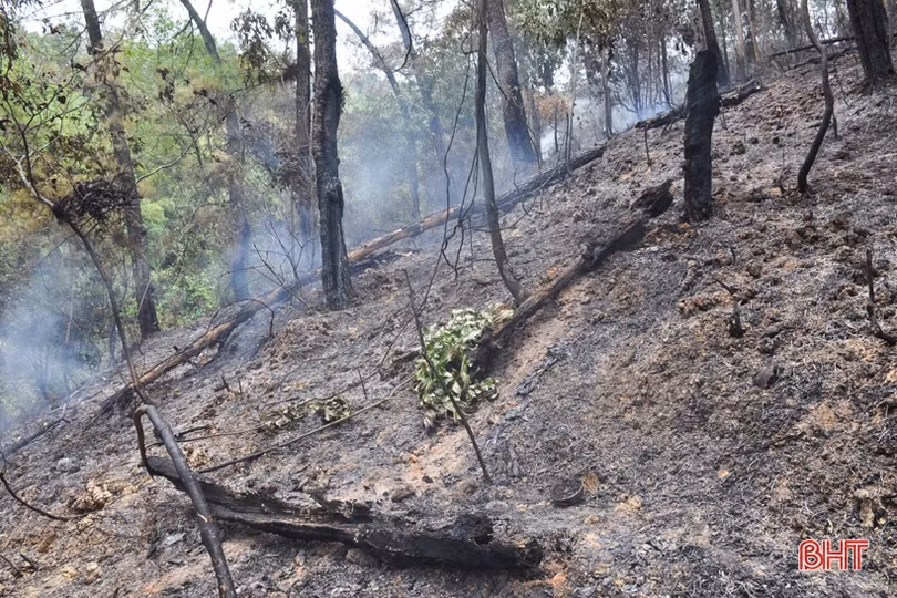 Núi Nầm Hương Sơn hoang tàn sau 2 trận cháy liên tiếp