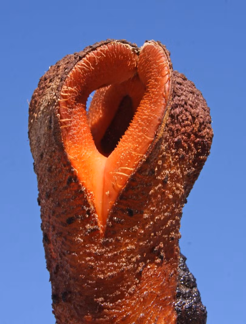 Những cây hoa “quái vật” có vẻ ngoài kỳ dị nhất thế giới